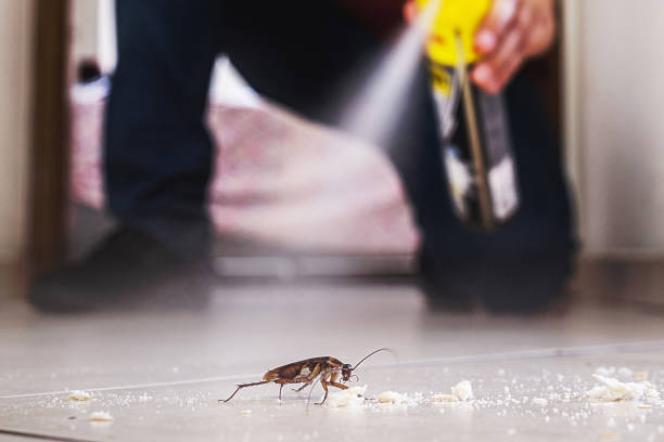 Best Flea Control Services  in Hale Center, TX