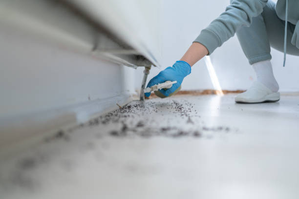 Best Wasp Removal Services  in Hale Center, TX